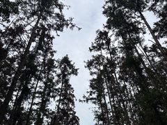 -青龙山国家森林公园
