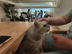 -猫友咖啡店(玉林西路店)