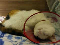 -佳怡动物医院·平价24小时·猫专科骨外科