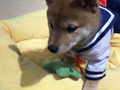 -逗柴咖啡屋·狗咖猫咖宠物桌游