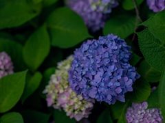 -上海滨江森林公园