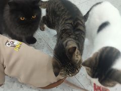 -喵园·猫主题咖啡厅·撸猫·猫咖(国贸店)