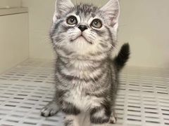 -lincat·猫舍(广州店)