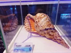 -贝壳梦幻世界