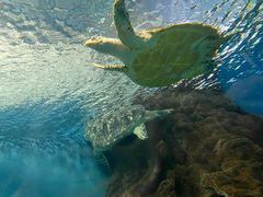 -上海海洋水族馆