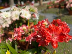 -上海鲜花港