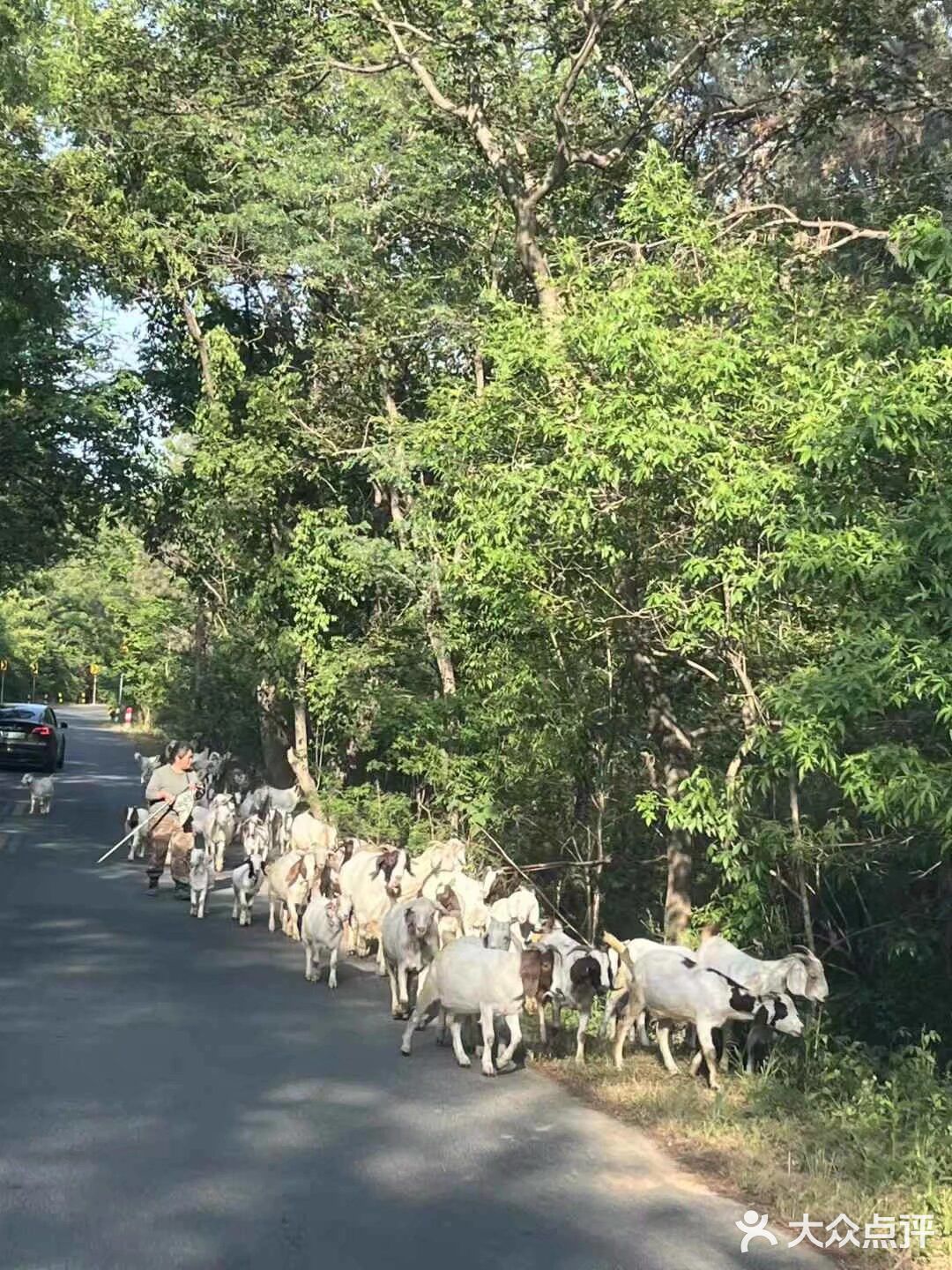 悠闲步伐，林中漫游