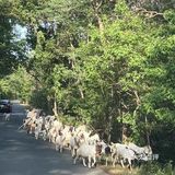 悠闲步伐，林中漫游