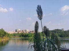 -广东花都湖国家湿地公园