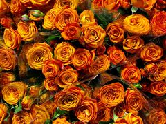 -循礼门鲜花花市(武汉循礼门店)