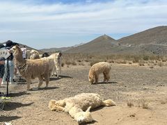 -新疆天山野生动物园