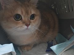 -伟伟宠物医院·CT影像中心·瑞派犬猫综合性门诊(汉口总院)