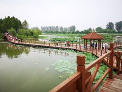 -白洋淀景区
