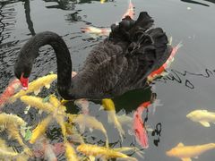 -湖鲜楼