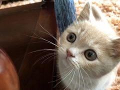 -东方名猫馆·英短金渐层布偶猫舍(环线广场1号楼店)