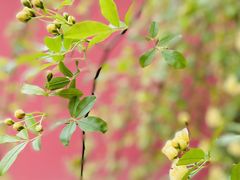 -苏州文庙(姑苏区)