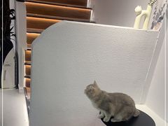 -琪喵猫屋·撸猫猫咖·猫舍