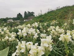 -紫颐香薰山谷景区