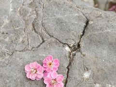 -八大山人梅湖景区