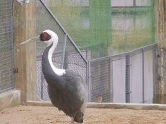 -盐城丹顶鹤湿地生态旅游区
