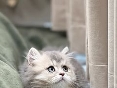 -欣宠猫屋·矮脚拿破仑·蓝金金渐层