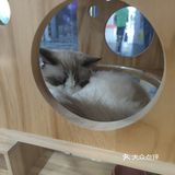让你看清它纤细的小手的；原地变成芝麻卷的