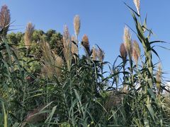 -花溪公园