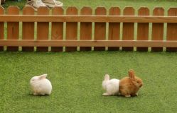 -萌宠亲子动物乐园(槐房万达店)