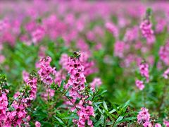 -广州市流溪河国家森林公园