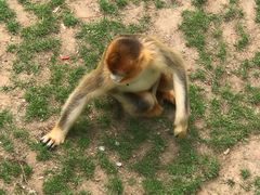 -西霞口神雕山野生动物世界