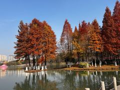 -青枫公园