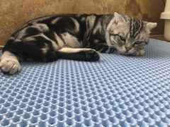 -Catmate·猫肥家润(金润铂宫店)