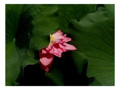 -成都市文化公园