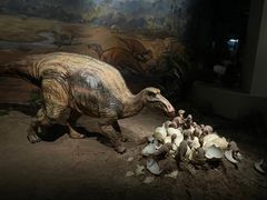 -自贡恐龙博物馆