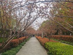 -高东镇樱花园