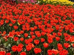 -石家庄市植物园