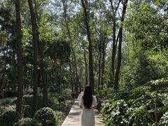 -合肥滨湖国家森林公园