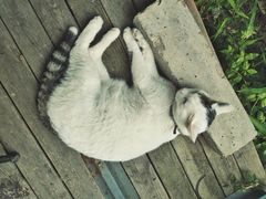 -海边的猫和咖啡馆