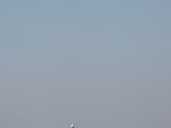 -空港花田景区