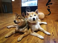 -柴务处·柴犬主题狗咖