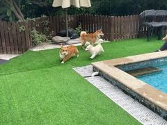 -汪说喵讲宠物乐园宠物酒店(红星美凯龙店)