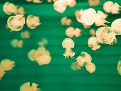 -福州罗源湾海洋世界旅游区