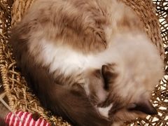 -飞行喵MR PILOT|猫舍·猫咖(静安大融城店)