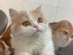-飞行喵MR PILOT|猫舍·猫咖(静安大融城店)