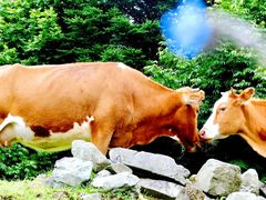 -硗碛藏寨·神木垒景区