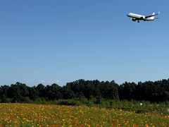 -空港花田景区