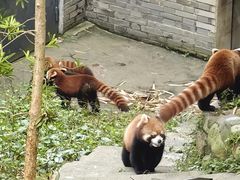 -都江堰中华大熊猫苑