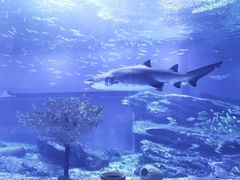 -海合安武汉极地海洋公园