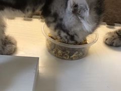 -喵zoo家庭繁育猫舍(尖东智能花园店)