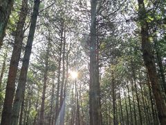 -重庆睡佛山森林公园